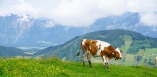 Bilder von der Enduro One in der Wildschönau